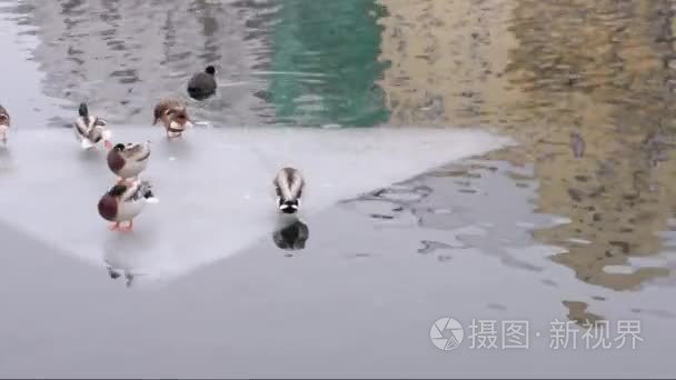 与休眠鸭子在河上的浮冰视频