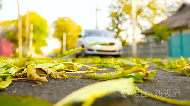 飘落的树叶与汽车行驶的道路视频