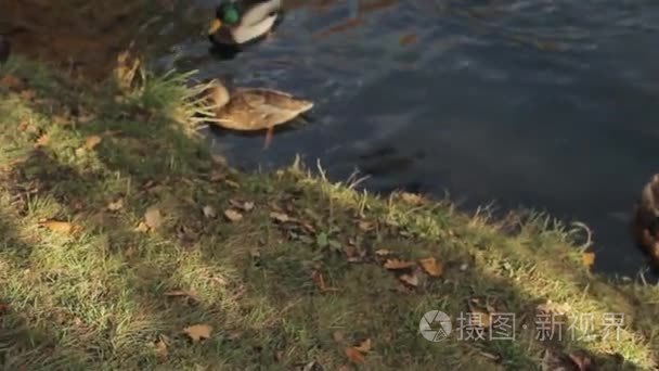 养鸭子的池塘与秋天的落叶视频