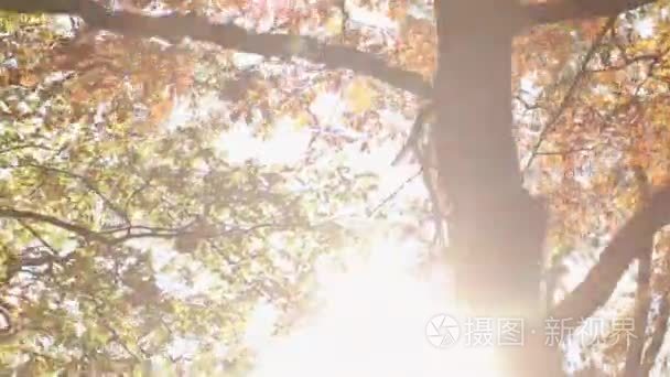 阳光透过秋叶之静美视频