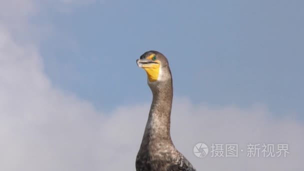 双冠鸬鹚降温视频