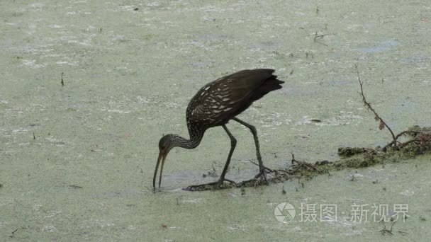 鹤嘴鸟寻找蜗牛在佛罗里达湿地视频