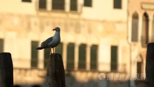 鸥坐在某个地方在威尼斯的木制支柱