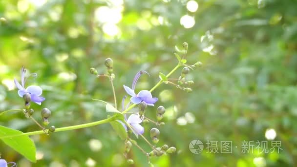 Rotheca myricoides （蝴蝶布什） 是植物的家庭唇形科物种。它是原产于非洲和其他地区被广泛种植。它是臭 myri