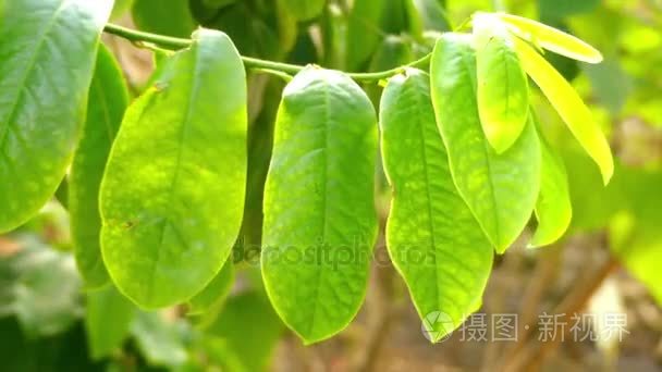 Eupomatia 乔木 通常命名为博尔沃拉或有时本机番石榴或铜月桂树 是灌木到小乔木 澳大利亚大陆古代植物家族eupomatimov格式视频下载 正版视频编号00zsxj 摄图新视界视频库 Eupomatia 乔木 通常命名为博尔沃拉或有时本机番石榴或铜月桂树 是灌木到小乔木 澳大利亚大陆古代植物家族eupomatimov格式视频下载 正版视频编号00zsxj 摄图新视界视频库