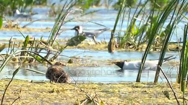 鸥湖保护小鸡从巢视频