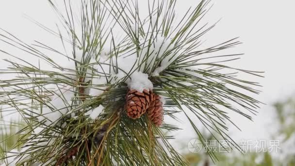 雪冬天树常绿树枝与沉重的视频