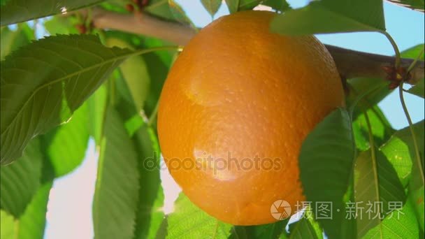 一缕阳光通过成熟的橘子视频