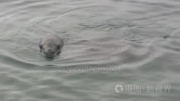 豹海豹在南极洲海域沿岸漂浮视频