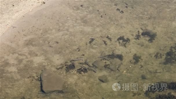 鱼游浅水河流西班牙视频