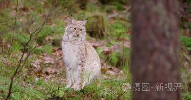 欧洲猞猁坐在秋天的树林