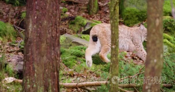 走在森林的欧洲山猫幼崽视频