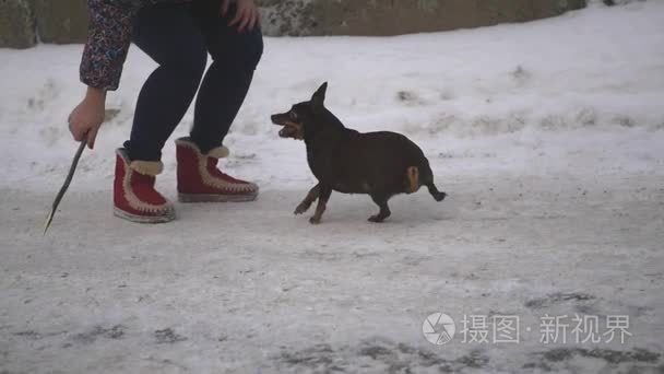 散步在冬天街及扔棍子一只小狗，慢动作