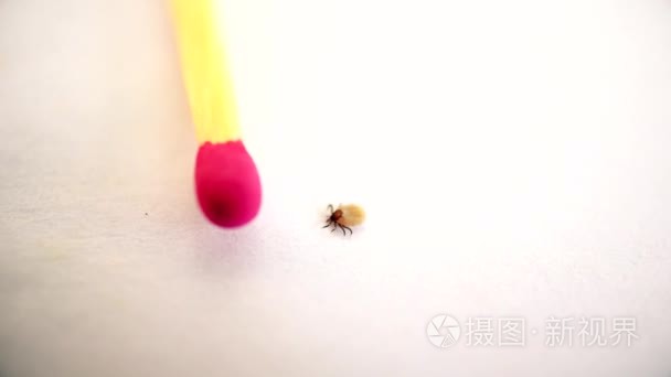 硬蜱虫爬在白色背景上视频