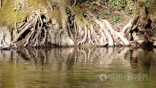 这条河水面以上的树根视频