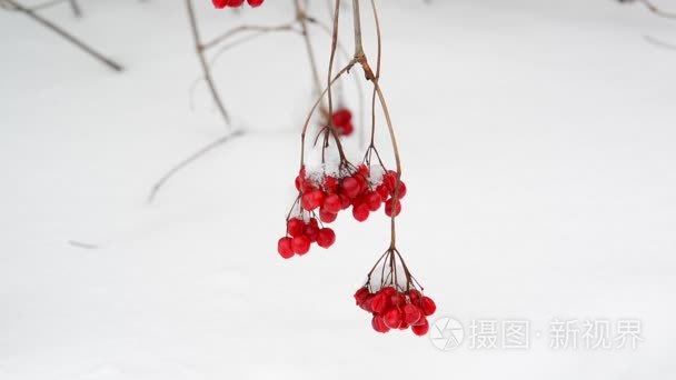 荚蒾浆果雪背景上的树枝上视频