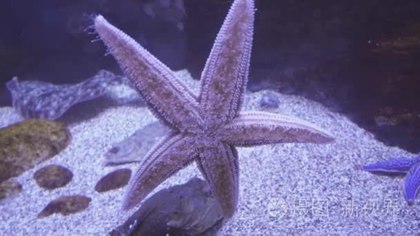 美丽的盐水水族馆海星素材视频视频