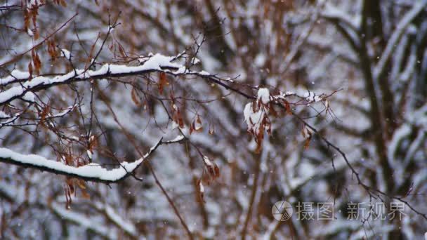 白雪皑皑的冬季森林视频