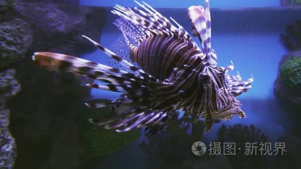 红狮子鱼在盐水水族馆股票录像视频