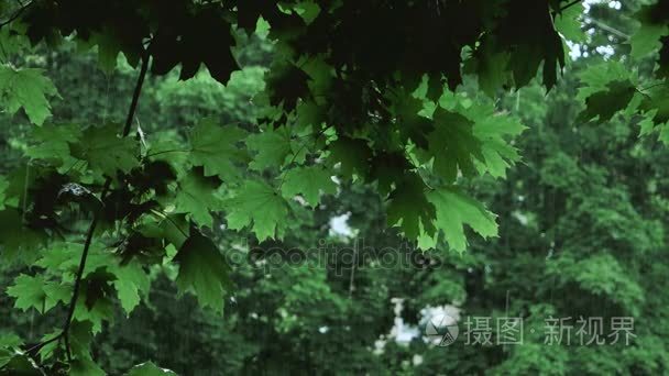 绿色树枝下雨落下