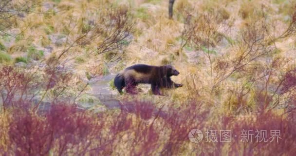 狼獾水运行的冷冻在森林里视频