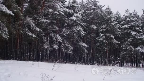 冬天下雪的圣诞节树松雨林视频