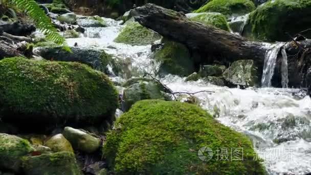 沿着森林溪流特写视频