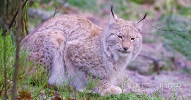 欧洲猞猁猫在森林里躺在初冬视频