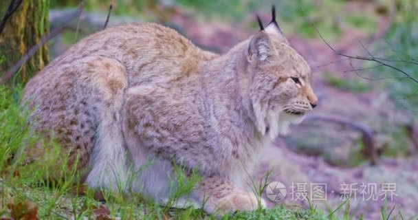 两个欧洲猞猁猫在森林中休息视频