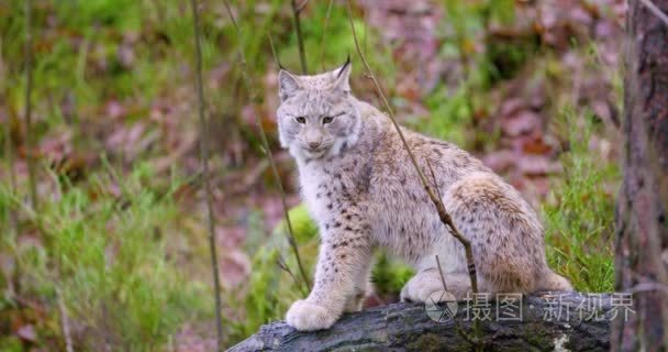 欧洲猞猁猫幼崽坐在秋天的树林视频