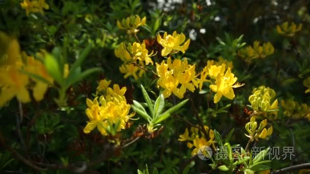 杜鹃花黄体杜鹃花科。绿色自然背景鲜艳的花朵。阳光灿烂的夏天早上在花园里