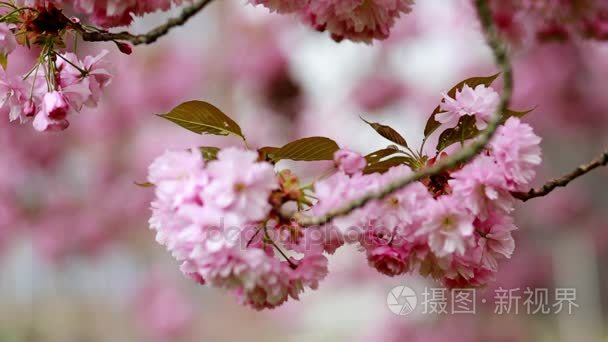 春天树樱花季节视频