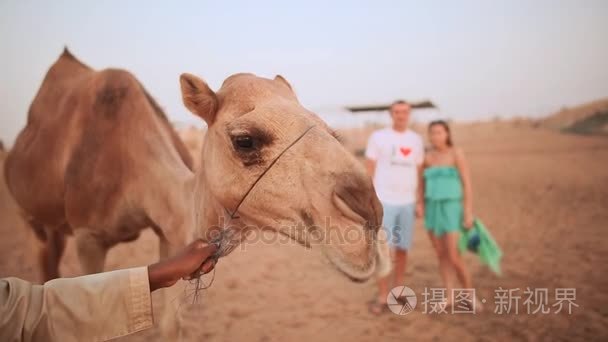 男孩和女孩骑在骆驼上。在迪拜附近的沙漠