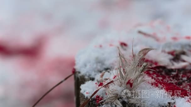 羽毛的鸟类和鲜血的雪特写