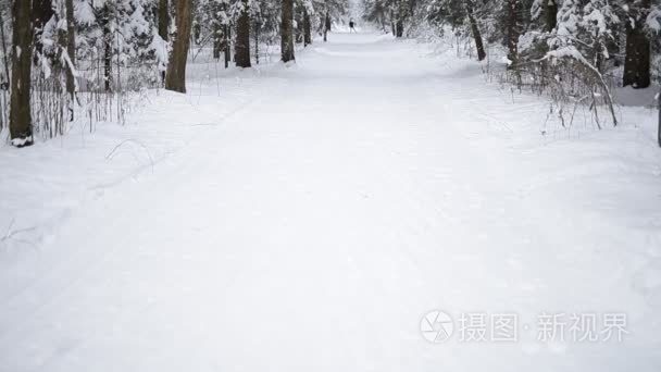 冬季森林的景观视频