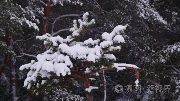 冬季松林与冰雪覆盖的分支圣诞树