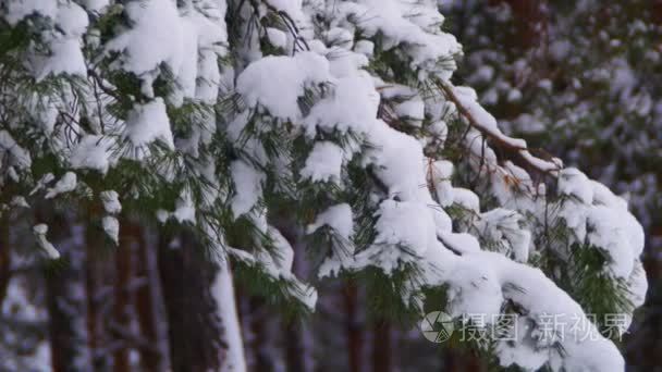 冬天下雪的圣诞节树松雨林视频