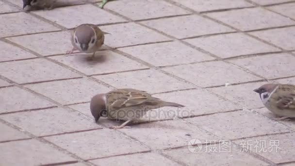 这 ia 鸟视频剪辑