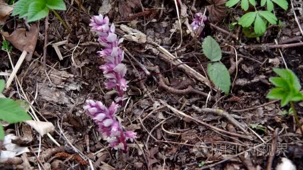 Purple flowers growing in the forest