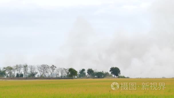 农田受到了野火视频