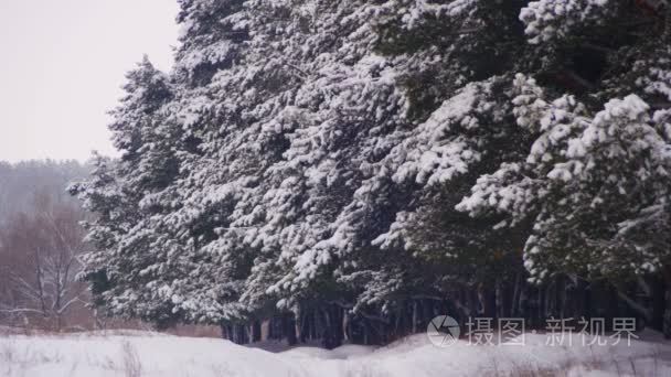 冬天下雪的圣诞节树松雨林视频