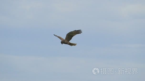 黑鸢飞上天空视频