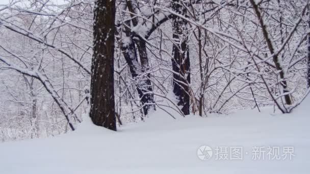 冬天雪树与森林视频
