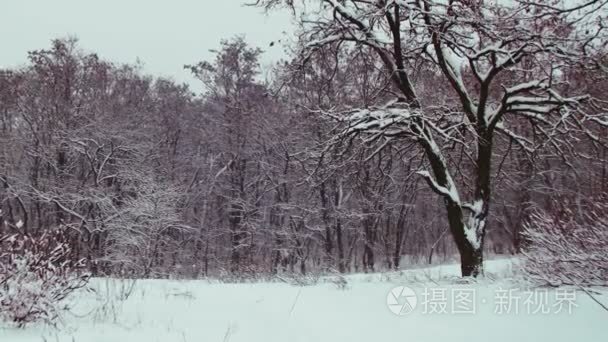 冬天雪树与森林视频