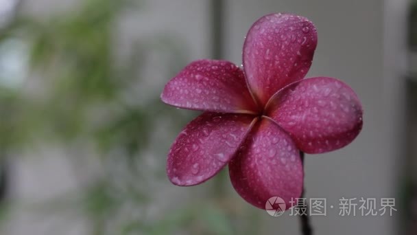 雨滴落在鸡蛋花花上视频