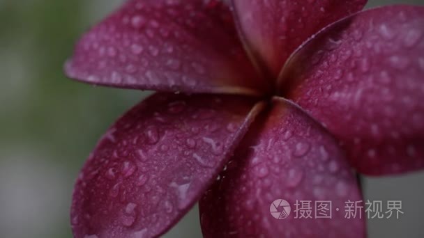 雨滴落在鸡蛋花花上视频