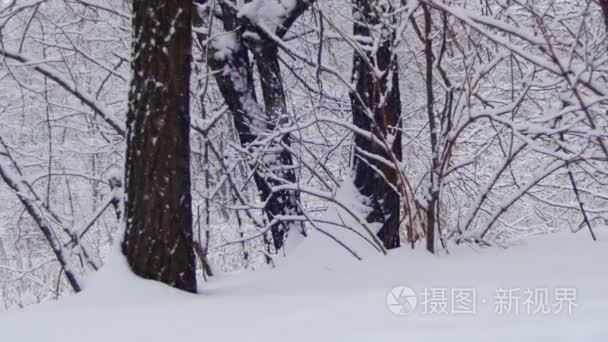 冬天雪树与森林视频