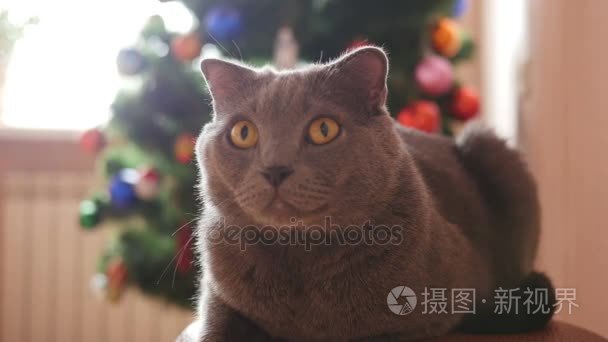 猫在圣诞节玩具和花环视频