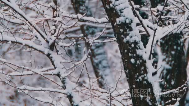 冬天雪树与森林视频