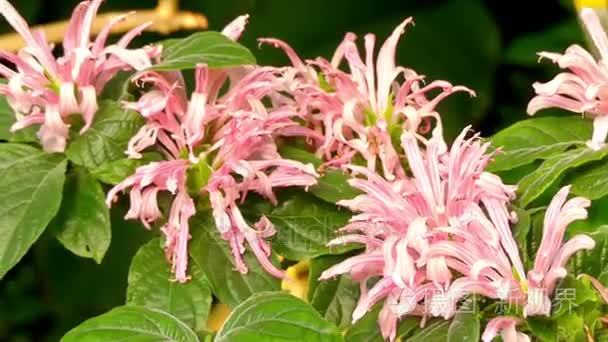 正义的草，以包括巴西羽花 巴西羽 火烈鸟花和 jacobinia 的常见名称是开花植物中家庭爵床科